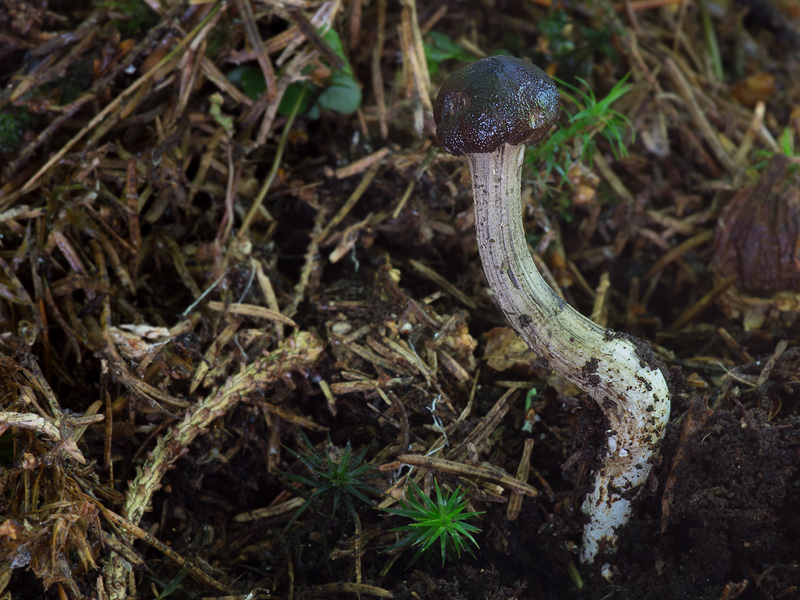 Cordyceps rouxii